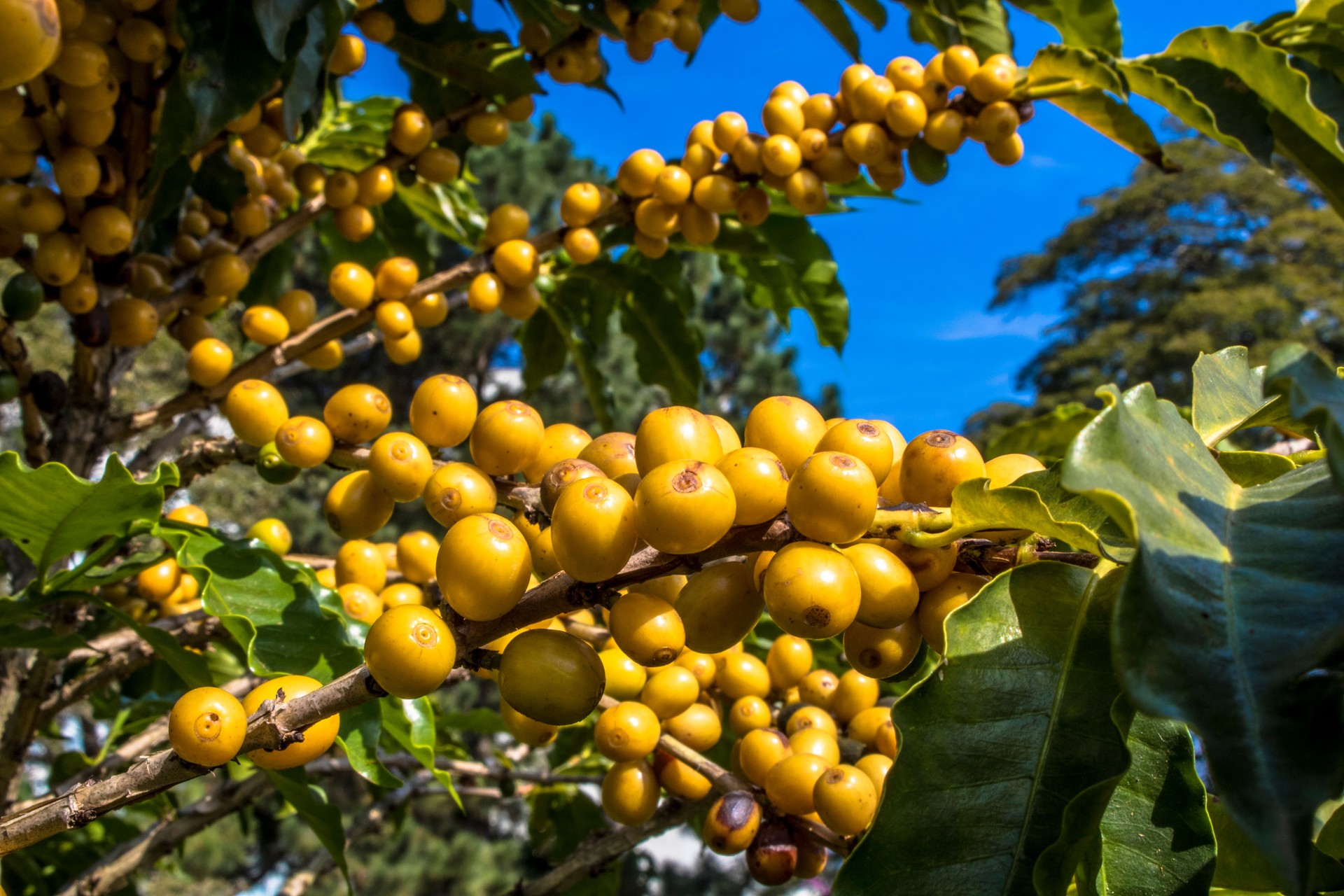 Coffee field in São Paulo State, Brazil